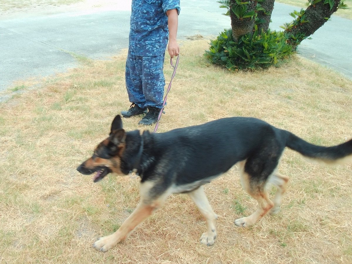 JMSDF_SDF's tweet photo. 「ぶんご」、「げんかい」、「えんしゅう」、「ＹＤＴ０５」等が、現地で救援活動を開始しました。引き続き、熊本の皆様の安心と笑顔のため活動して参ります。 #国民のために #海で繋がる絆 #救援活動 #救援物資 #移動式洋上インフラ #国際救助犬 #ハンドラー #令和８年熊本地震 https://t.co/O9ceyvk394