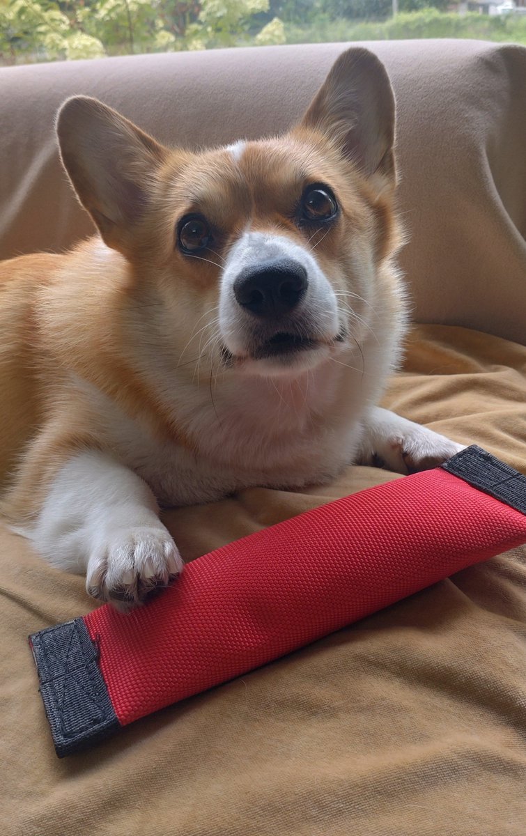 corgi_molmol428's tweet photo. ＃コーギーのいる暮らし
新品のオモチャが好きなmolさん
取られまいと監視中www
お気に入りのオモチャ３代目 https://t.co/54W4q1nX16