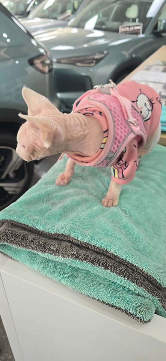 BrettJensen16's tweet photo. Had the cutes ugly cat come into work today. Looked like Beerus. https://t.co/T5fa5SzsNd