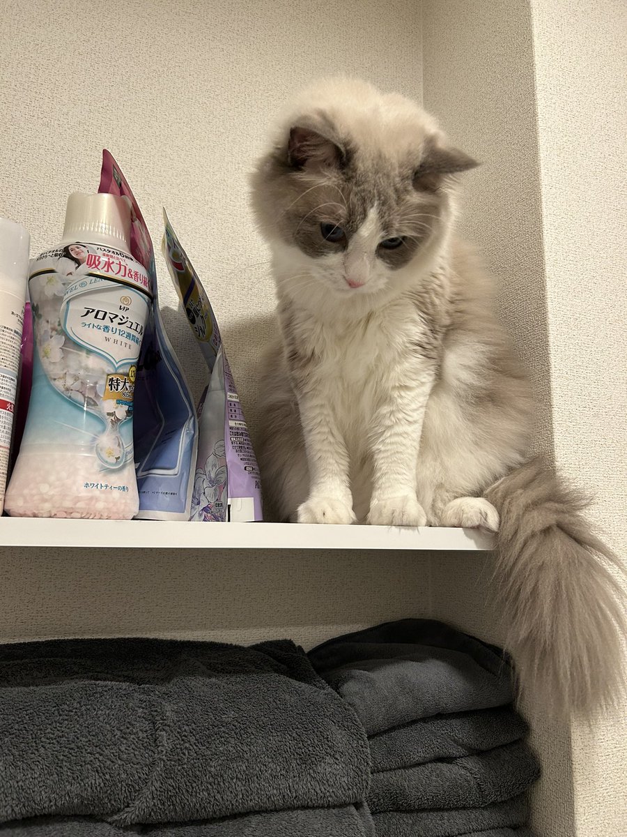 roze_0315's tweet photo. 洗濯機に登らせてあげたら棚まで行った😸（降りる時に洗濯機の電源落とされた）

#ラグドール 
#猫がいるくらし 
#猫好きさんと繋がりたい https://t.co/uGaBVIDL98