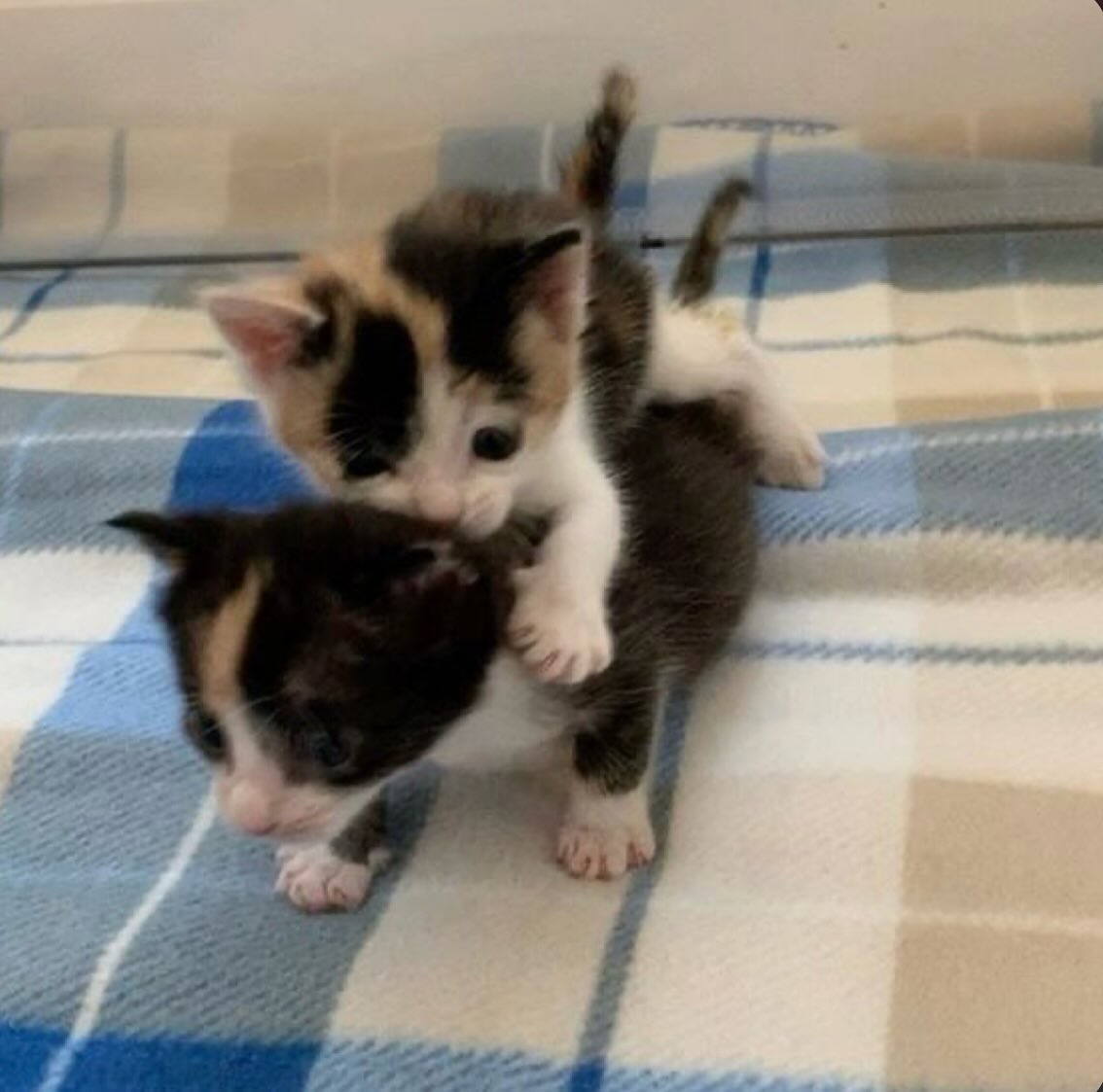 catsworldaura's tweet photo. https://t.co/aUK9Yz8i4f