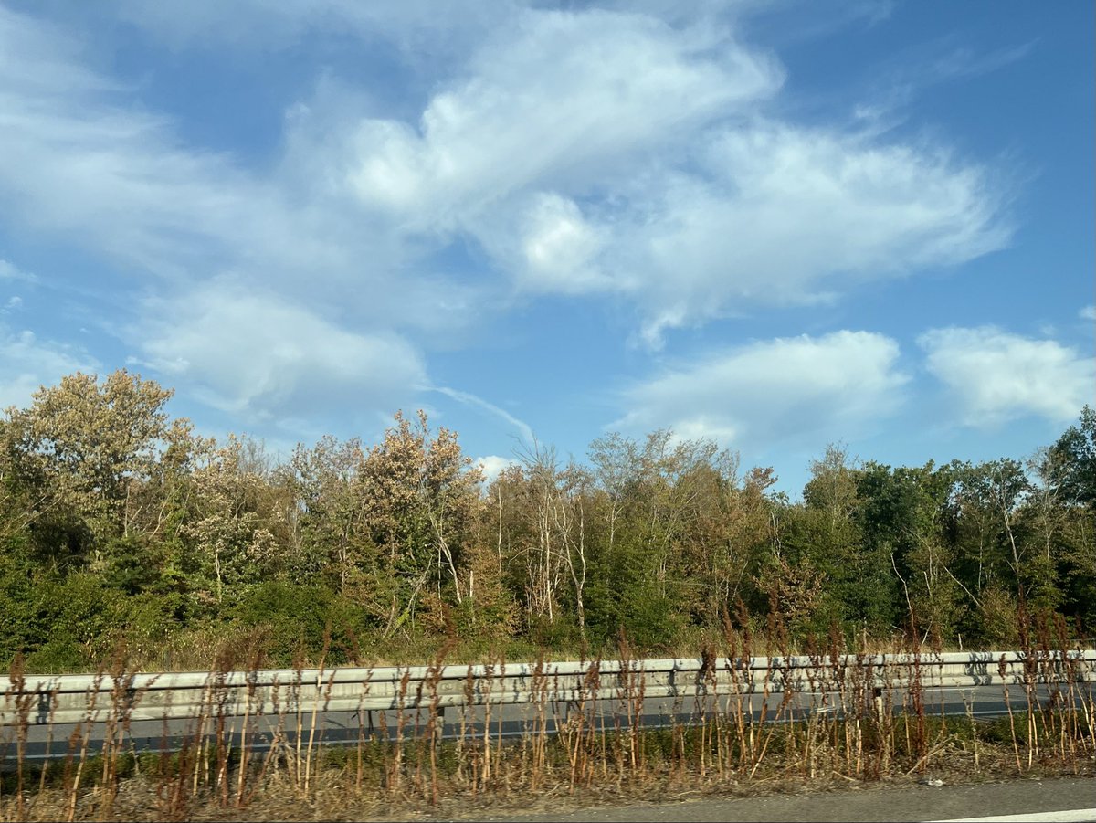 CH_Monnier's tweet photo. Arbres décharnés et jaunis (en plein mois de juillet!) sur des dizaines de kilomètres… La #foret 🌳 de la Hardt, 2eme plus grande forêt d’Alsace, classée Natura 2000 est en grande souffrance.
40 degrés annoncés aujourd’hui à #Mulhouse…
Ici pas de feu spectaculaire mais un dépérissement à bas bruit. Quelle tristesse ! Écoutons les alertes des scientifiques comme @SergeZaka qui soulignent les dégâts irréversibles infligés aux #ecosystemes…
