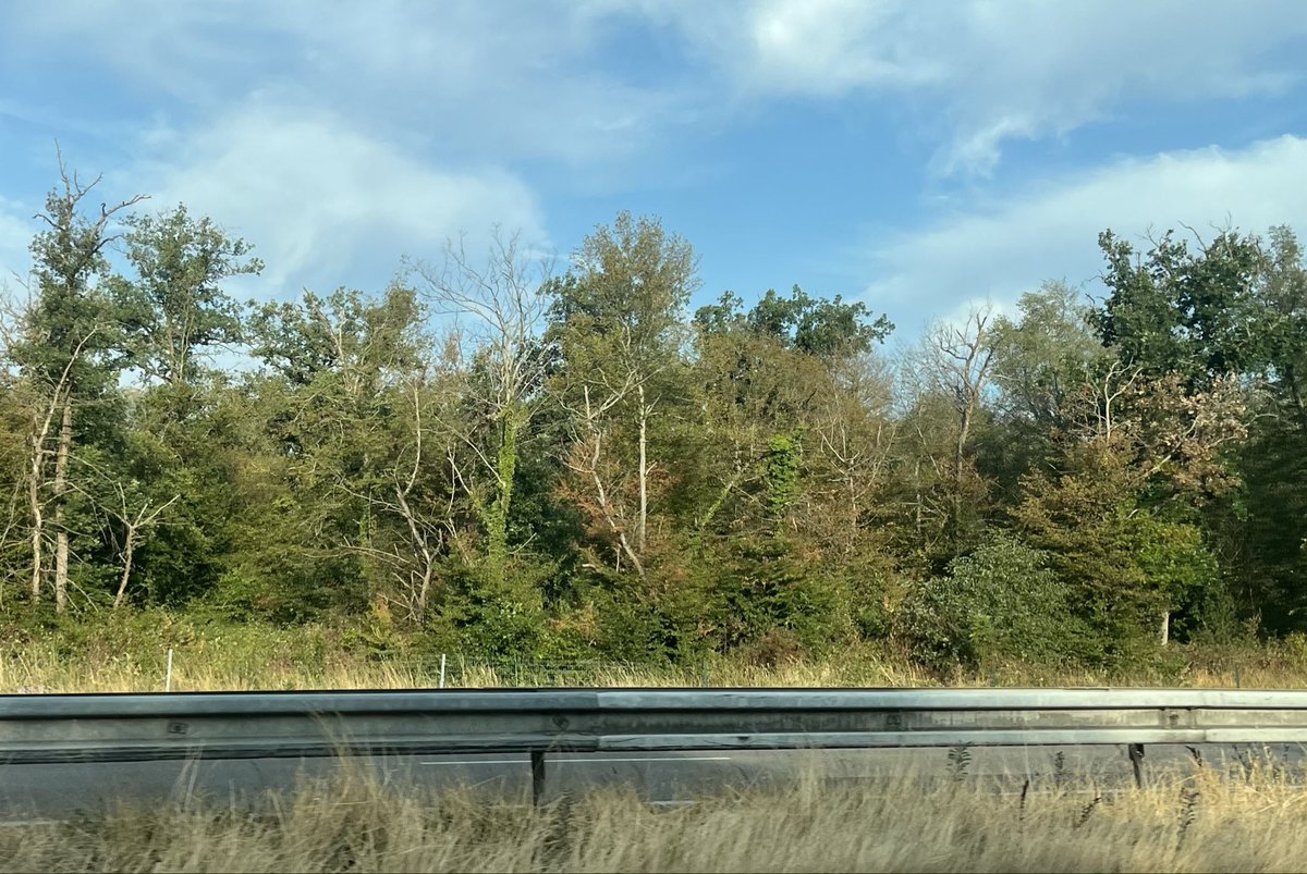 CH_Monnier's tweet photo. Arbres décharnés et jaunis (en plein mois de juillet!) sur des dizaines de kilomètres… La #foret 🌳 de la Hardt, 2eme plus grande forêt d’Alsace, classée Natura 2000 est en grande souffrance.
40 degrés annoncés aujourd’hui à #Mulhouse…
Ici pas de feu spectaculaire mais un dépérissement à bas bruit. Quelle tristesse ! Écoutons les alertes des scientifiques comme @SergeZaka qui soulignent les dégâts irréversibles infligés aux #ecosystemes…