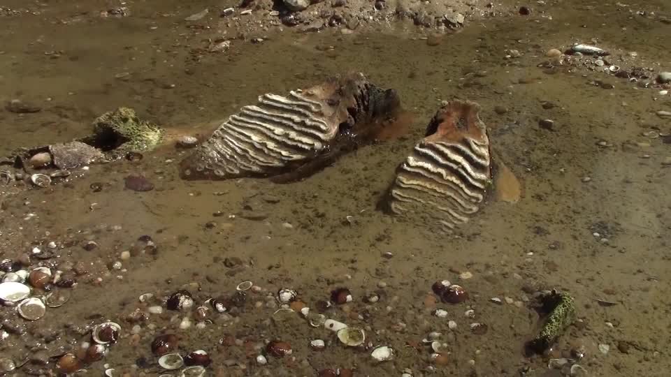 ReutersJapan's tweet photo. 古代マンモスの化石発見、欧州の猛暑でドナウ川の水位が低下　ブルガリア（字幕・30日）
https://t.co/40mCqTpn55 https://t.co/JuHg4xLw0V