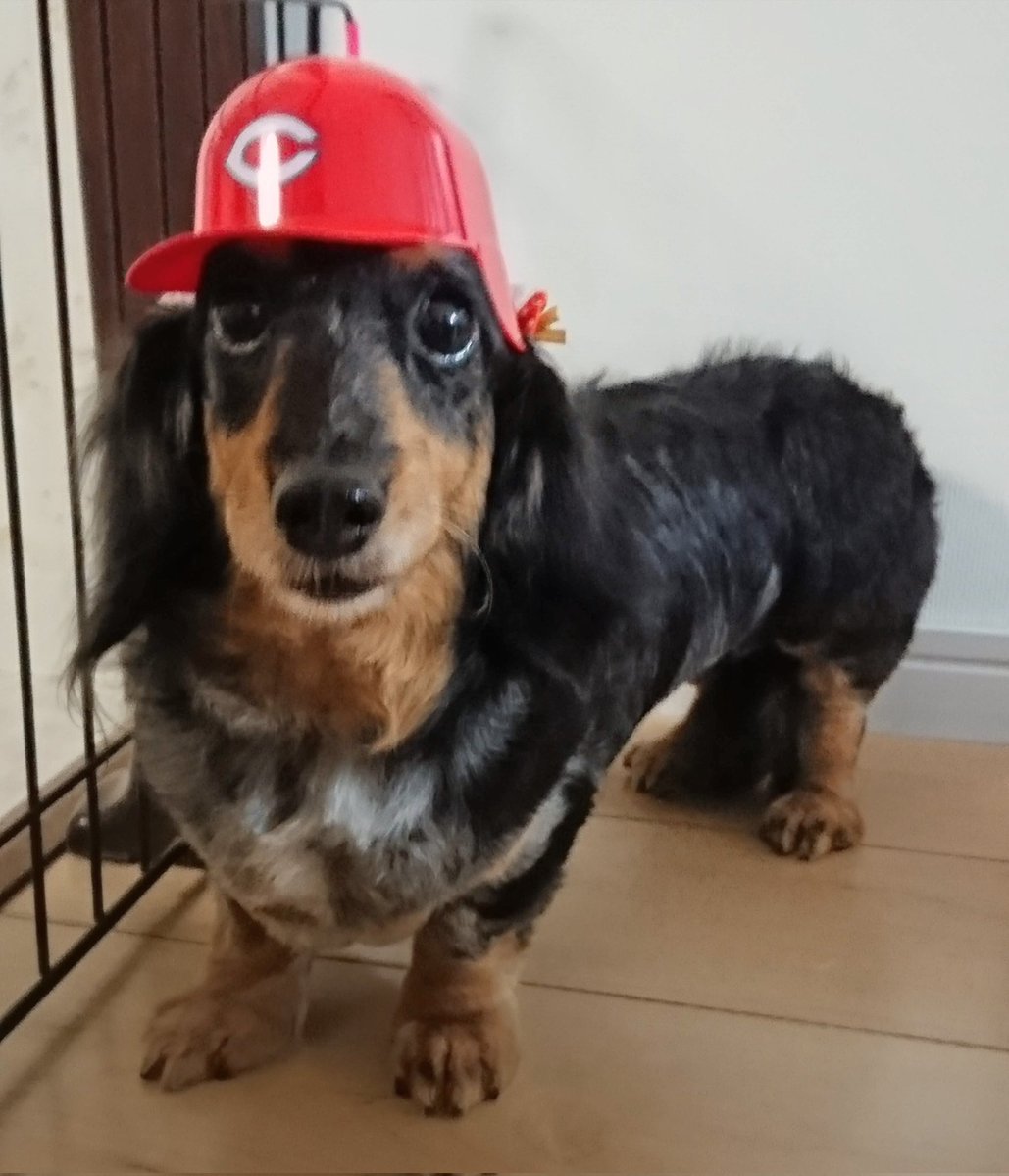 tomo_and_pixie's tweet photo. 愛犬　P子
行年16歳9ヶ月
生後6136日
初七日を偲ぶ

ペットの死亡届って
愛護センターに行かなくても
お電話で済ませられるのね https://t.co/eCRklbJKgV