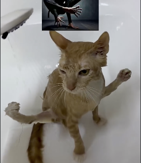 Zeeko__Dev's tweet photo. THIS IS TOO GOOD 🤣🤣

This retarded cat is going viral af for this ridiculous Ninja stance 🤣

The cat has become a huge meme with so many users posting ninja memes in the comments and quote tweets https://t.co/IgcxWoMQYg
