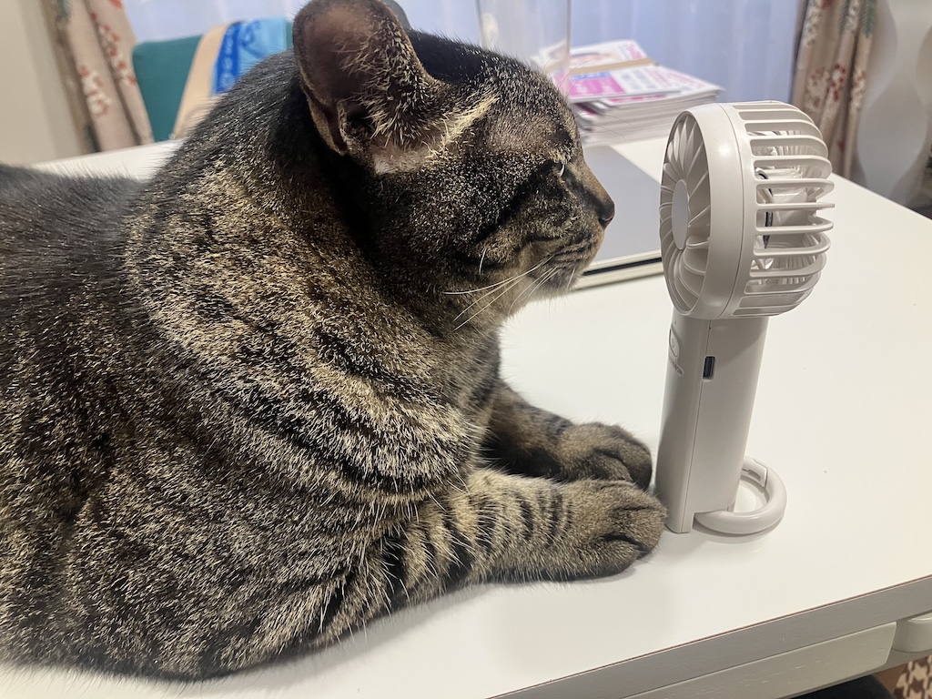 KayakoKobayash's tweet photo. 暑い、暑い🥵　ニャンコも涼を求めて...🐈
車の温度計が40°でした...。

ここ２週間ほど、吉川はじめさんの総合後援会の総会、日中友好協会別府支部の総会、立憲民��党大分県連の幹事会、平和・立憲会議おおいたの総会・勉強会に出たりと、目まぐるしくいろんな会合やら活動に出てますが、
何をするにも「暑い、暑い」しか言葉が出てきません💦

けど、熊本の被災された方々のことを考えれば、そんなことは言っていられませんね。

今朝は中津での朝の辻立ち。
吉村県議が「熊本を応援しましょう」というメッセージボードを作ってきてくださって、一緒に掲げて立ちました。
手を振りかえしてくださる人も多く。感謝。

#小林かやこ 
#大分3区 
#がんばれ熊本