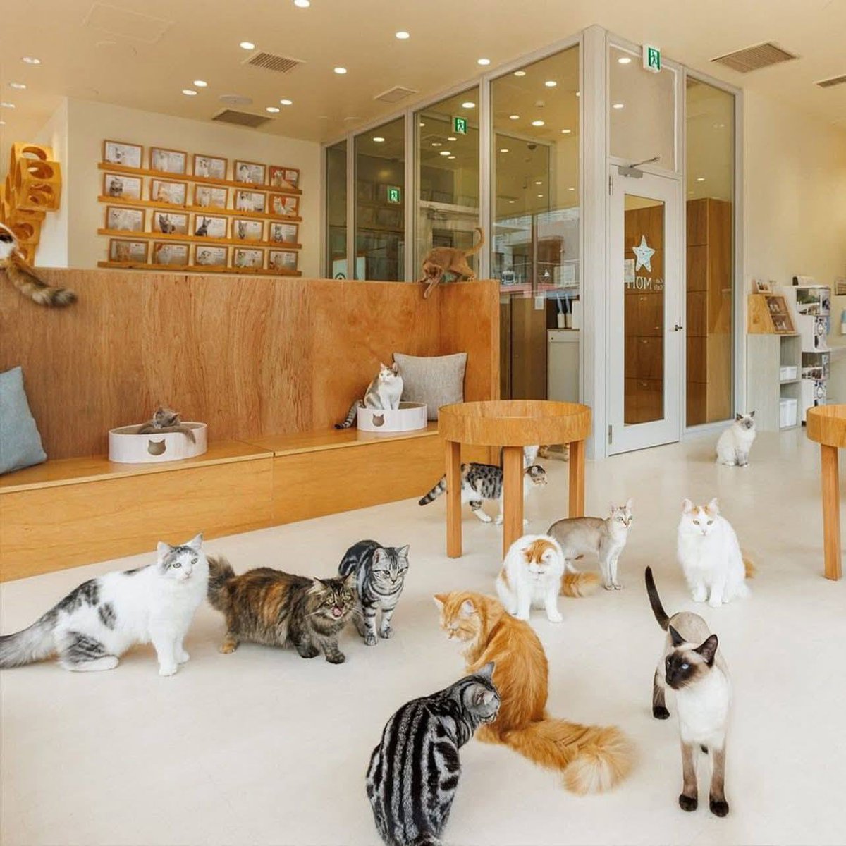 Dekchaikumkom's tweet photo. ข่าวดีจากคุมาโมโตะ 🐱🤍

คาเฟ่แมวแห่งหนึ่งภายในห้าง Aeon Mall จังหวัดคุมาโมโตะ ยืนยันว่า น้องแมวทั้ง 25 ตัวของทางร้านได้รับการช่วยเหลือออกมาอย่างปลอดภัยแล้ว

ก่อนหน้านี้ น้องแมวทั้งหมดติดอยู่ภายในห้างสรรพสินค้า หลังเกิดแผ่นดินไหว ทำให้หลายคนต่างเป็นห่วงและติดตามข่าวความปลอดภัยของเหล่าน้อง ๆ

ขอให้น้อง ๆ ทุกตัวปลอดภัยและขอขอบคุณทุกฝ่ายที่ช่วยเหลือจนพากลับออกมาได้อย่างปลอดภัยค่ะ 🙏🐾

ที่มาข่าว Andre0819