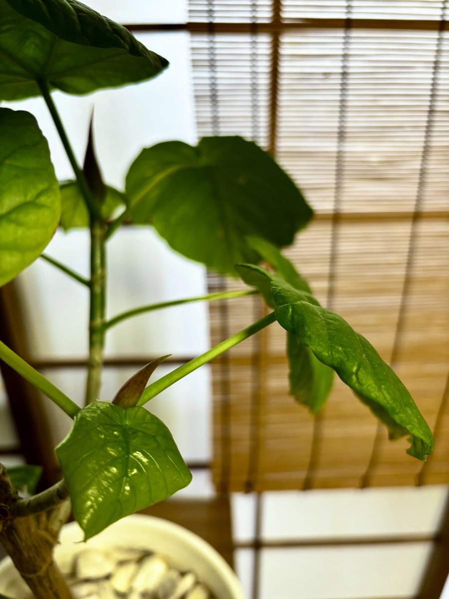 fubako's tweet photo. フィカスウンベラータちゃんのね、この茗荷みたいなやつからちいこい葉っぱが生まれるんだよね。茗荷かわいいよ茗荷 https://t.co/FVwsnoVq96