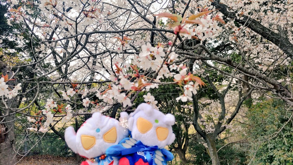 maho2180's tweet photo. #TLを花でいっぱいにしよう

withふわ https://t.co/mfE3dPbUha