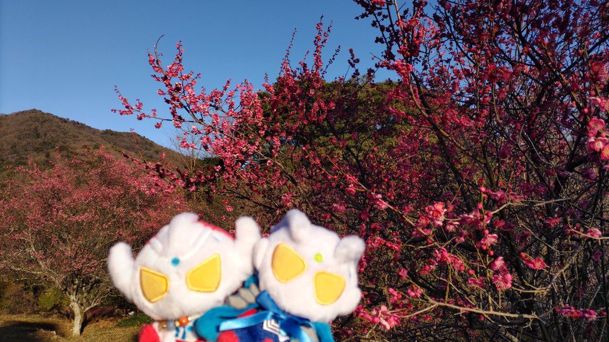 maho2180's tweet photo. #TLを花でいっぱいにしよう

withふわ https://t.co/mfE3dPbUha