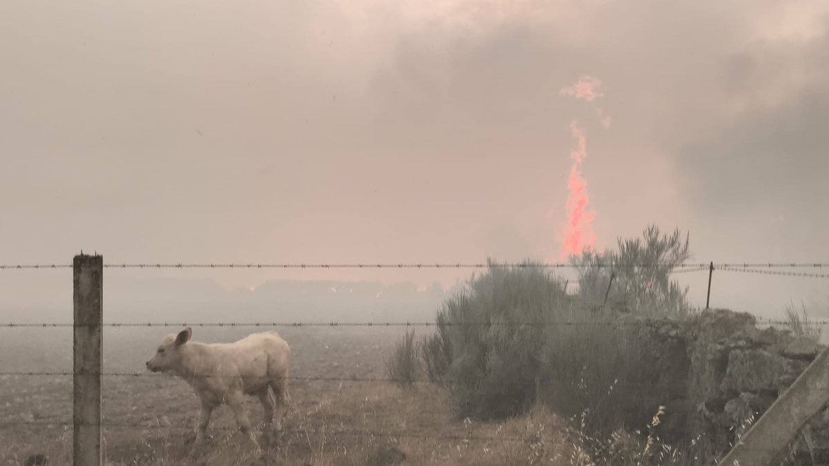 news_zamora's tweet photo. CRÓNICA Y SITUACIÓN #IFFERMOSELLE Sayago resiste tras una noche de fuego: 14 pueblos desalojados, más de 800 evacuados y cuatro frentes todavía activos https://t.co/t5GN4MVxEx https://t.co/zFsMB9OEoN
