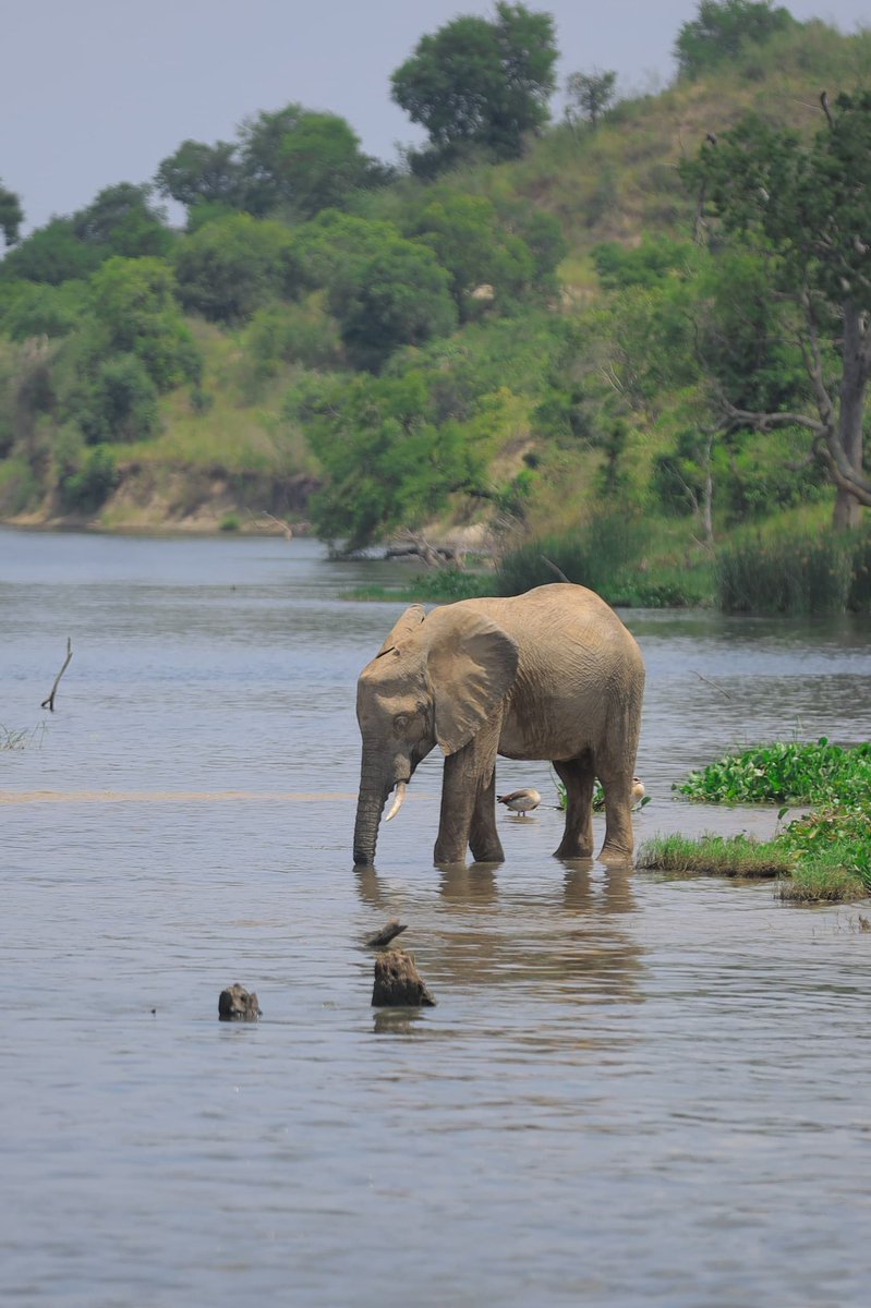 AllanSseky's tweet photo. An elephant walks upto 48km a day, its active most of the time and only sleeps for 2 hours. 

It drinks about 200 litres of water a day. 

I enjoyed seeing elephants in the Murchison falls National Park 

#UWAOpenParkDays https://t.co/8Dyqix1BOc