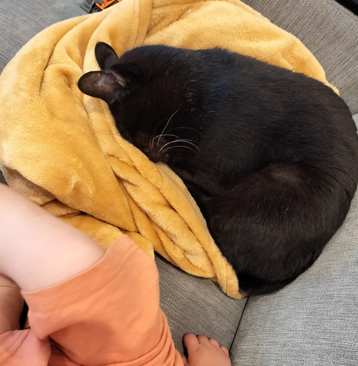 tora_mane's tweet photo. 息子、熱があるから寝るかなってソファに毛布置いてたの。

そ〜りゃそうだよね、ジジさんの大好きなふかふかの毛布だもんね☺️ゆっくり寝てください https://t.co/gOC3gH4b4M