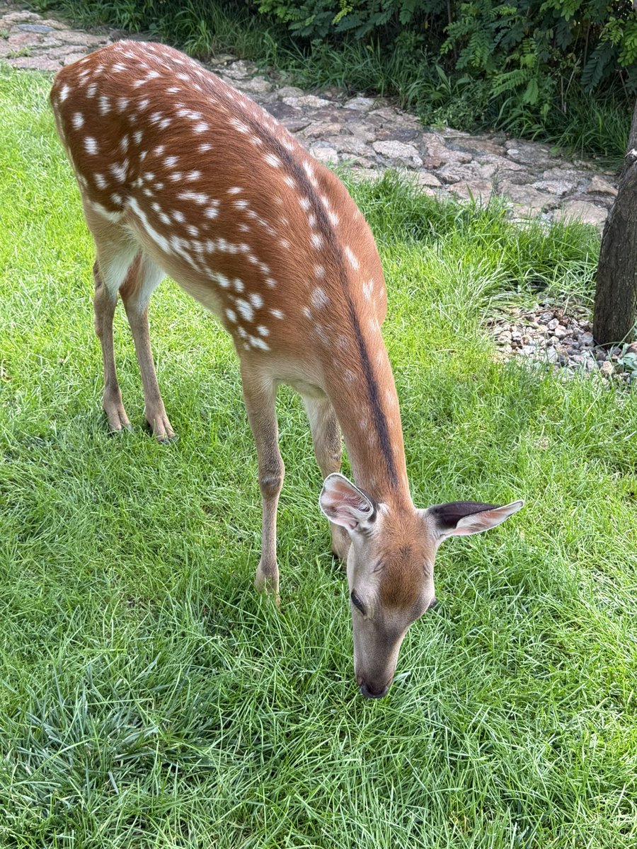 oooo_xin's tweet photo. 🦌 https://t.co/NOzCQJejYu