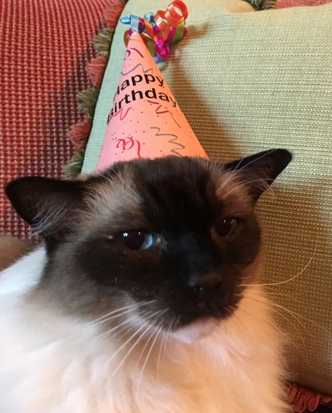 got0hellz's tweet photo. Birthday #17 🎂 https://t.co/KQ8hTrJVrn