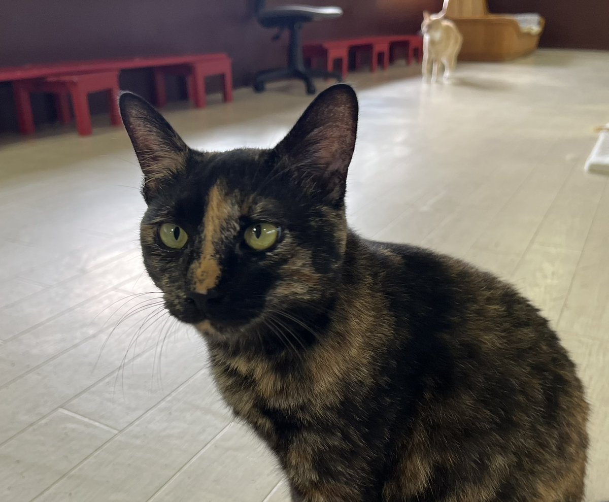 nekocolle_y's tweet photo. ビビは来月で一歳です。もう子猫とは言えなくなってしまいますね笑 https://t.co/ppz8CFknBE