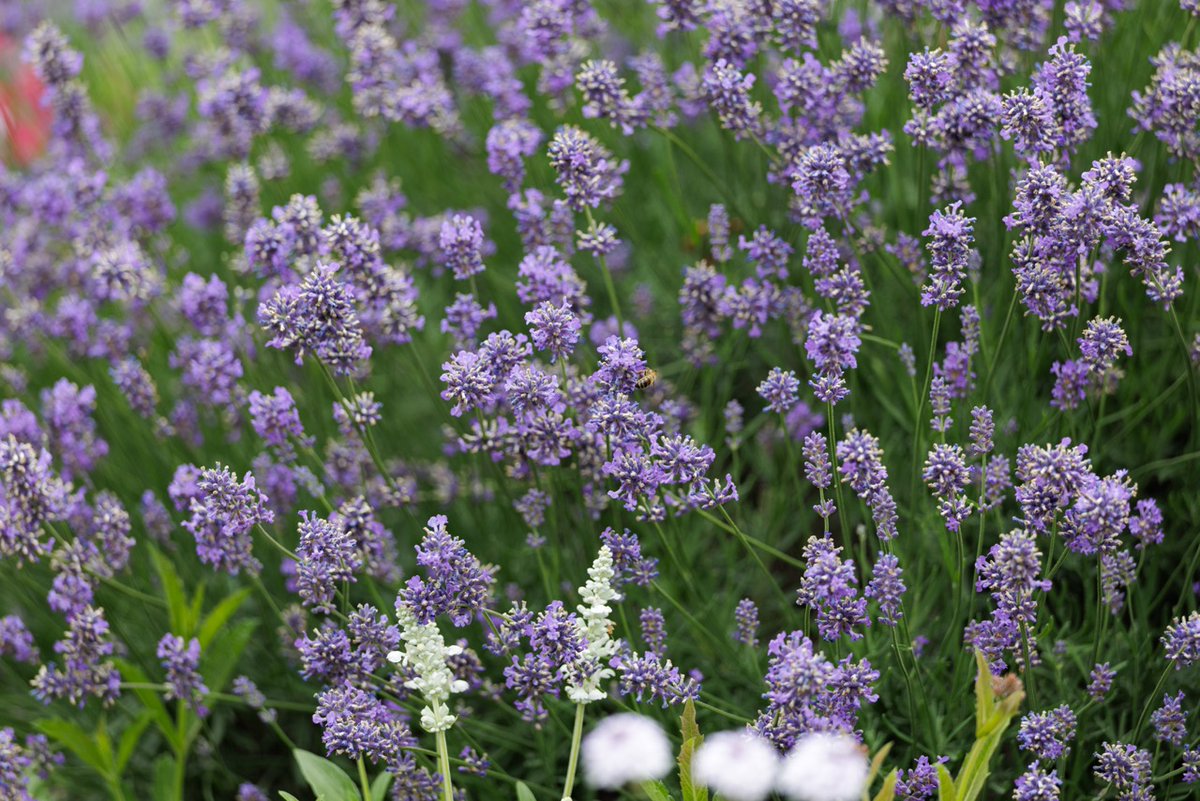 JardinLuco's tweet photo. Quand la lavande fleurit, le Jardin du Luxembourg bourdonne de vie. Abeilles et bourdons y trouvent un précieux refuge 💜🐝 https://t.co/ZloEwALRVz
