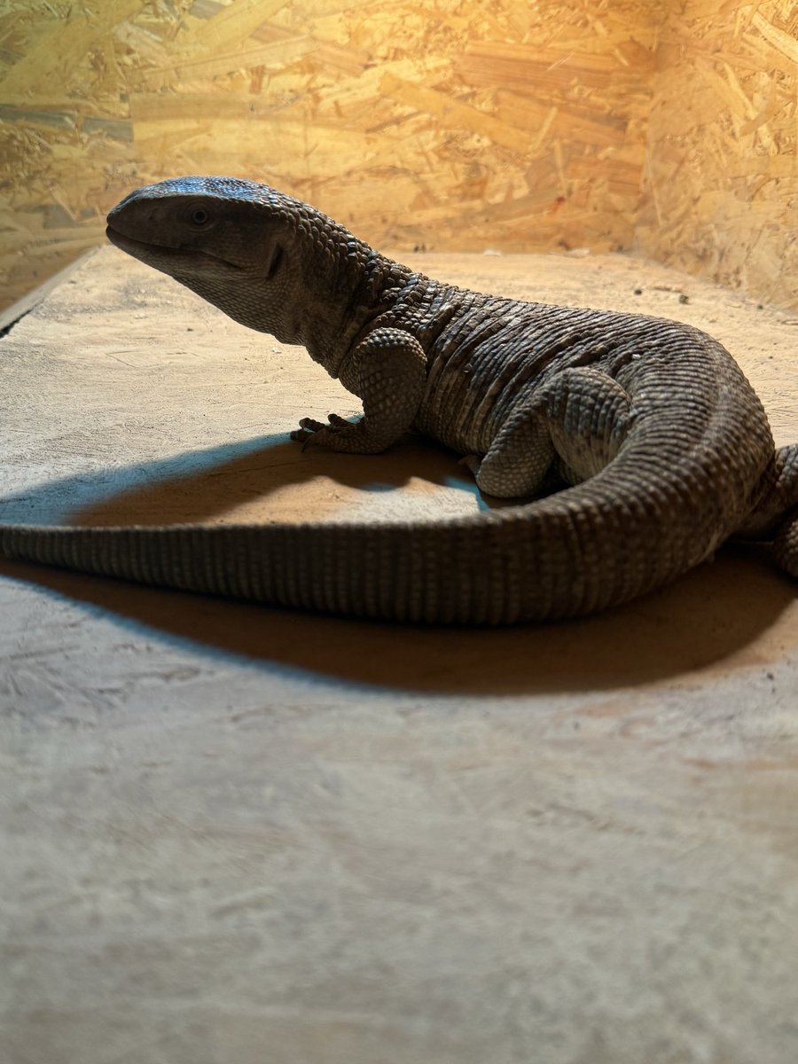 VaperGrey's tweet photo. We’ve watched the OG Jurassic Park. I’d wager her favorite part was when Rexy roared at the end of the movie, after eating the raptors in the visitors center.
#pet #petreptile #monitorlizard #savannahmonitor https://t.co/2N8KxHaSXm