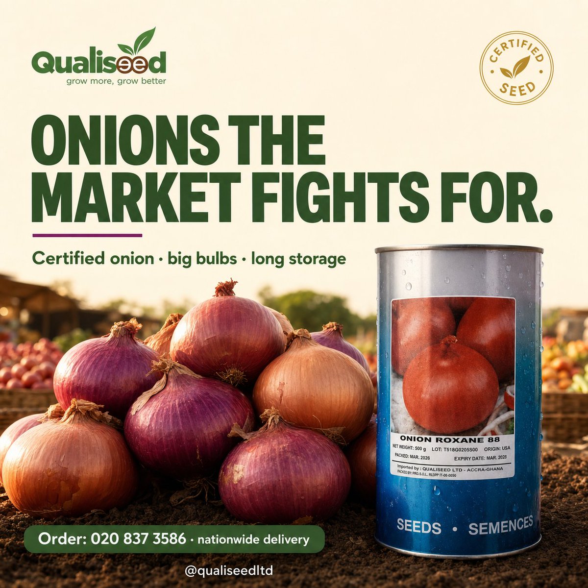 qualiseed's tweet photo. Onions the market fights for. Certified onion - big bulbs, long storage. Sell fresh or store for a better price later. Order: 020 837 3586, nationwide delivery #OnionFarming #Qualiseed #CertifiedSeed https://t.co/WTjDHbq8Gz