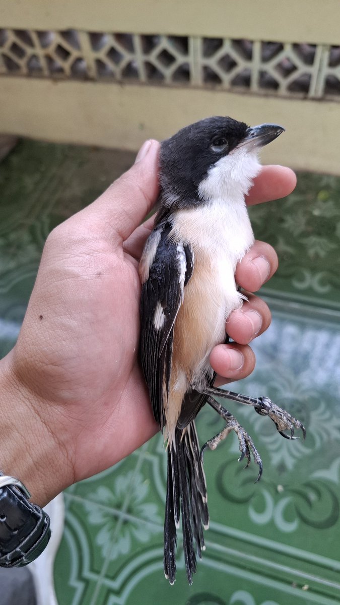 Cak_Kades's tweet photo. 29/04/2026 - 30/06/2026

Nama Burung : Joyo
Jenis : Cendet https://t.co/h3awD4dYgi