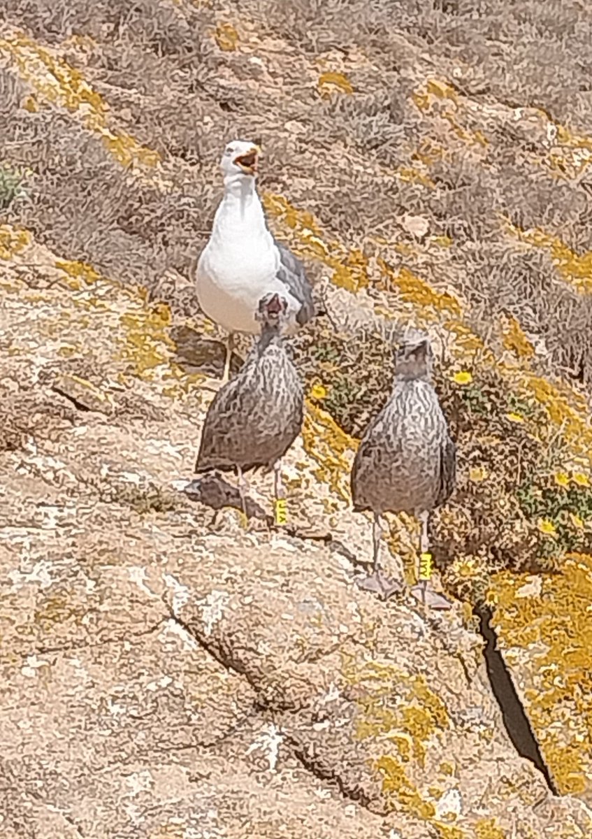 MRemiro76362's tweet photo. Seagull family 😍🇵🇹 https://t.co/J0aSOhjWpx