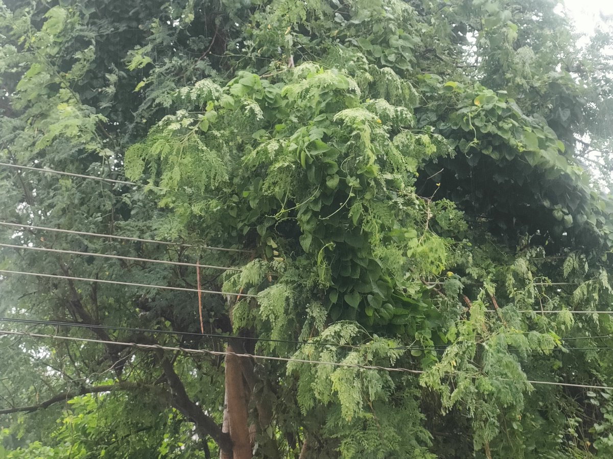 AdvSDeshmukh's tweet photo. A large tree branch has fallen on live electric wires at Bhushan Colony, Jalgaon. Kindly send your maintenance team at location. Consumer Number - 110013650209 @MSEDCL https://t.co/qi0xBhyFzT
