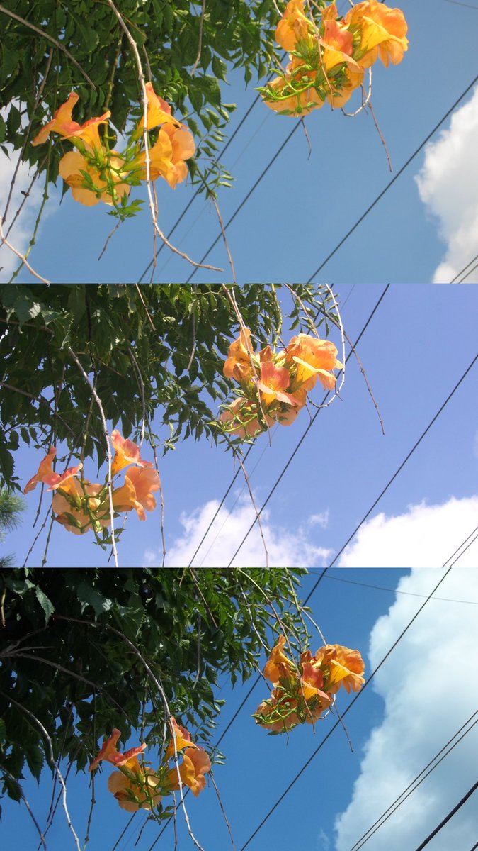LEON99976's tweet photo. 디카 작례 비교 능소화🧡

1. Canon Digital IXUS 70
2. Casio Exilim EX-Z600
3. KODAK EASYSHARE C183

(좌 플랴쉬X, 우 플래쉬O) https://t.co/o9P2OLqBkR