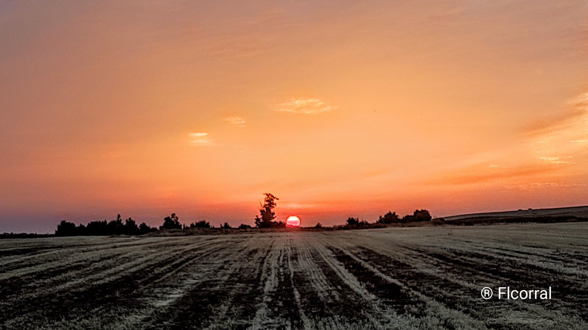 FLCorral's tweet photo. El color anaranjado-rojo del cielo amaneciendo sobre estos campos amarillentos me trae a la cabeza que en Zamora ese color vuelve a cambiar, otro verano más, por el negro-ceniza y duele el alma https://t.co/6VHaGESOAk