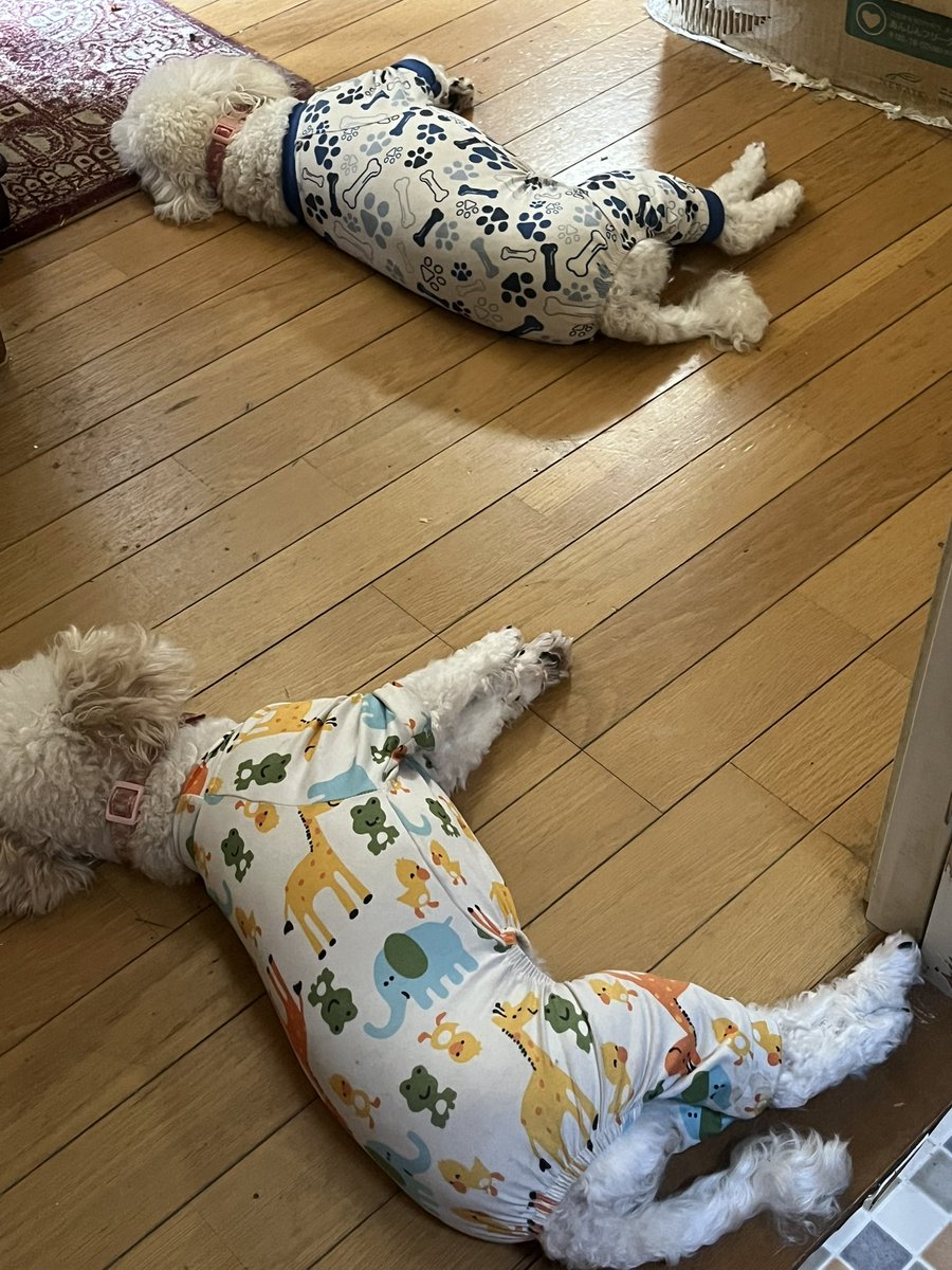 y9228357sam's tweet photo. ダルイ…プールで5時間泳いだ後くらいにダルイ
でも今は5時間も泳げない https://t.co/Gnc39NGoxZ