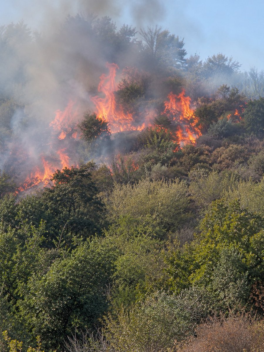 GilbertCollard's tweet photo. Surpris en train d'allumer un feu de broussailles, près de Toulon, un Tunisien de 39 ans, déjà plusieurs fois condamné, a été puni d' un an de prison ferme et de cinq ans d'interdiction du territoire. Il aurait annoncé qu'il allait tout brûler : pourquoi un an seulement ? https://t.co/V4FpnrrqCy