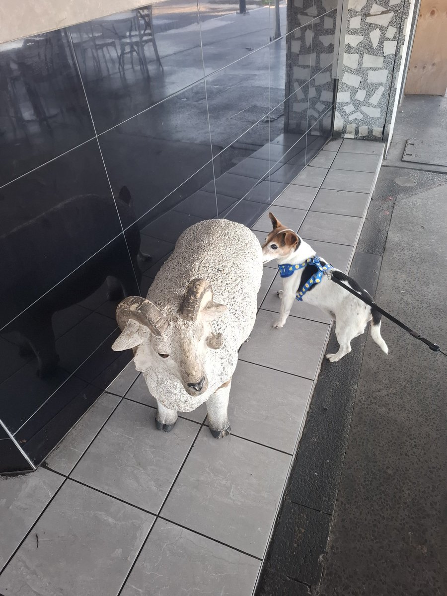 KarenLStokes's tweet photo. Nooooo Turby it's not a dog, it's not even real 😂🐕🐑 https://t.co/29QFYgx6lU