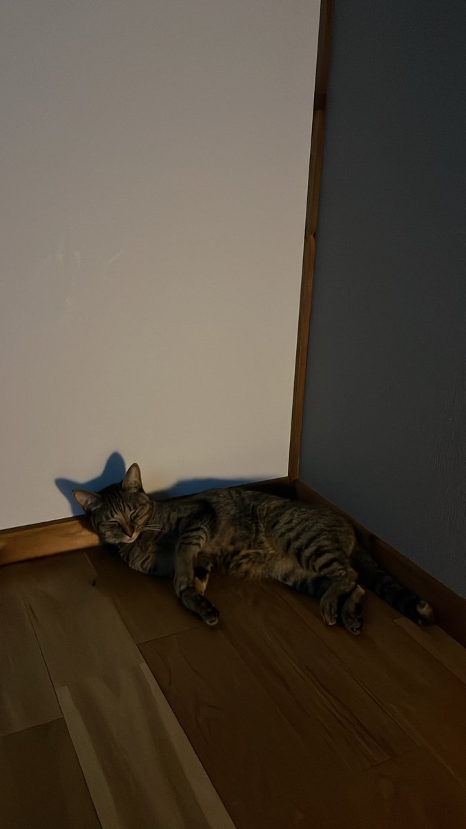 shupippip's tweet photo. 一瞬目を離した隙に体勢変わってた
気持ちよさそうに寝てるわ https://t.co/DbsfX69gql