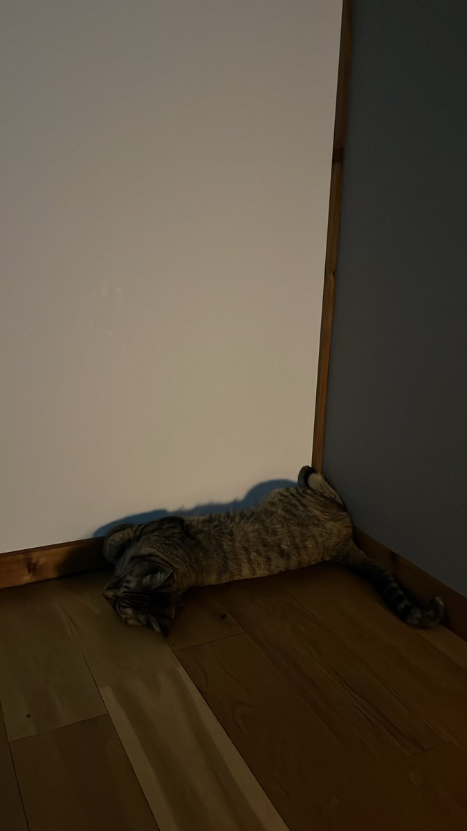 shupippip's tweet photo. 一瞬目を離した隙に体勢変わってた
気持ちよさそうに寝てるわ https://t.co/DbsfX69gql