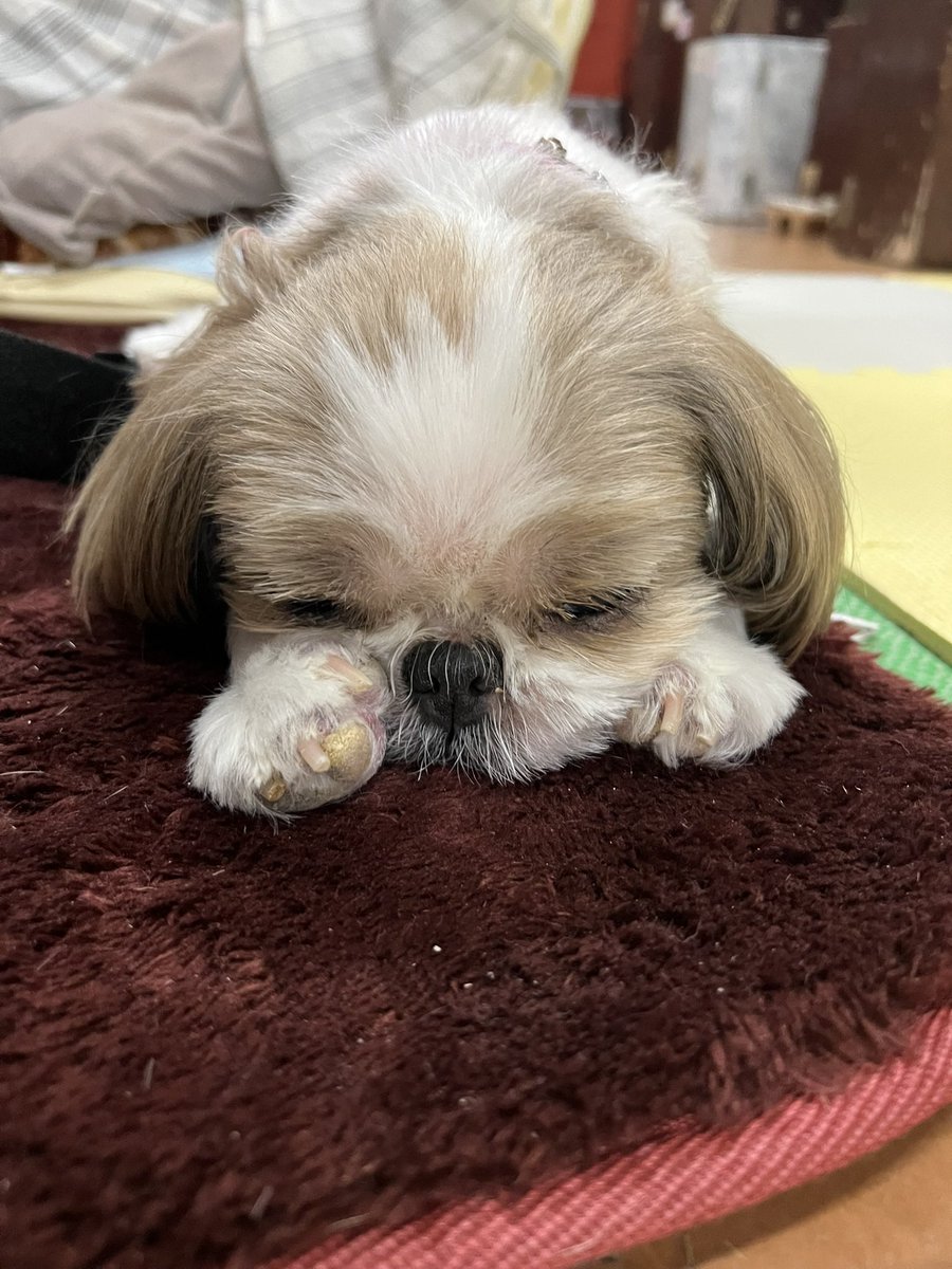 3UettG9X6HVqq1Y's tweet photo. 関東のみなさん
4ヶ月 本当にありがとうございました。無事に  琵琶湖座に到着してます…  みなさん元気で居て下さいね🙇‍♀️
関東を離れ淋しい気持ちですが😭 明後日からは 関西公演  気持ちを切り替えて 頑張ります。 まずは琵琶湖座
梅南2ヶ月 天満座 4ヶ月よろしくお願いします🙏 https://t.co/nXzrKI7em9