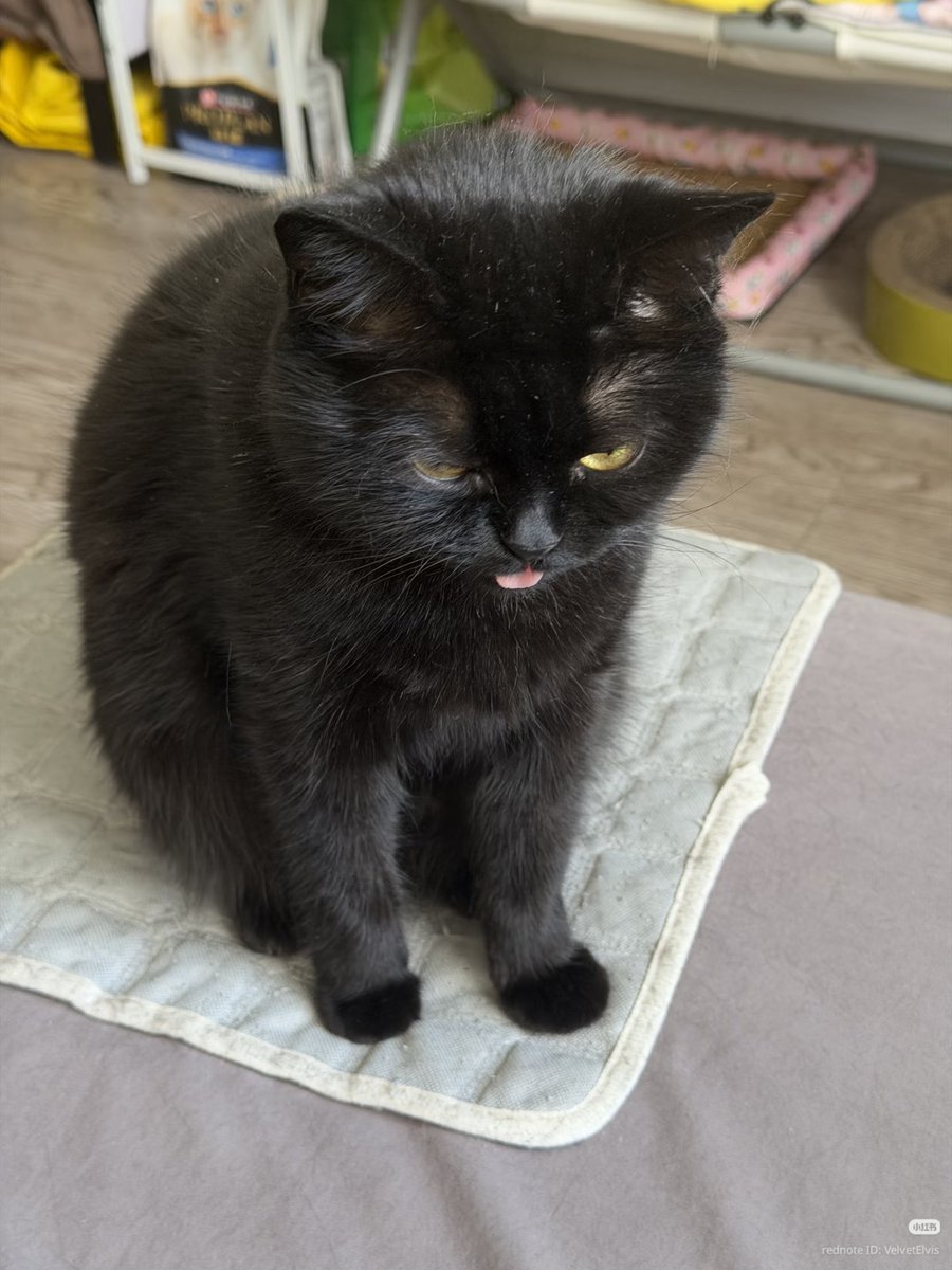 nocontextscats's tweet photo. :p https://t.co/rfRRW8a5Mj