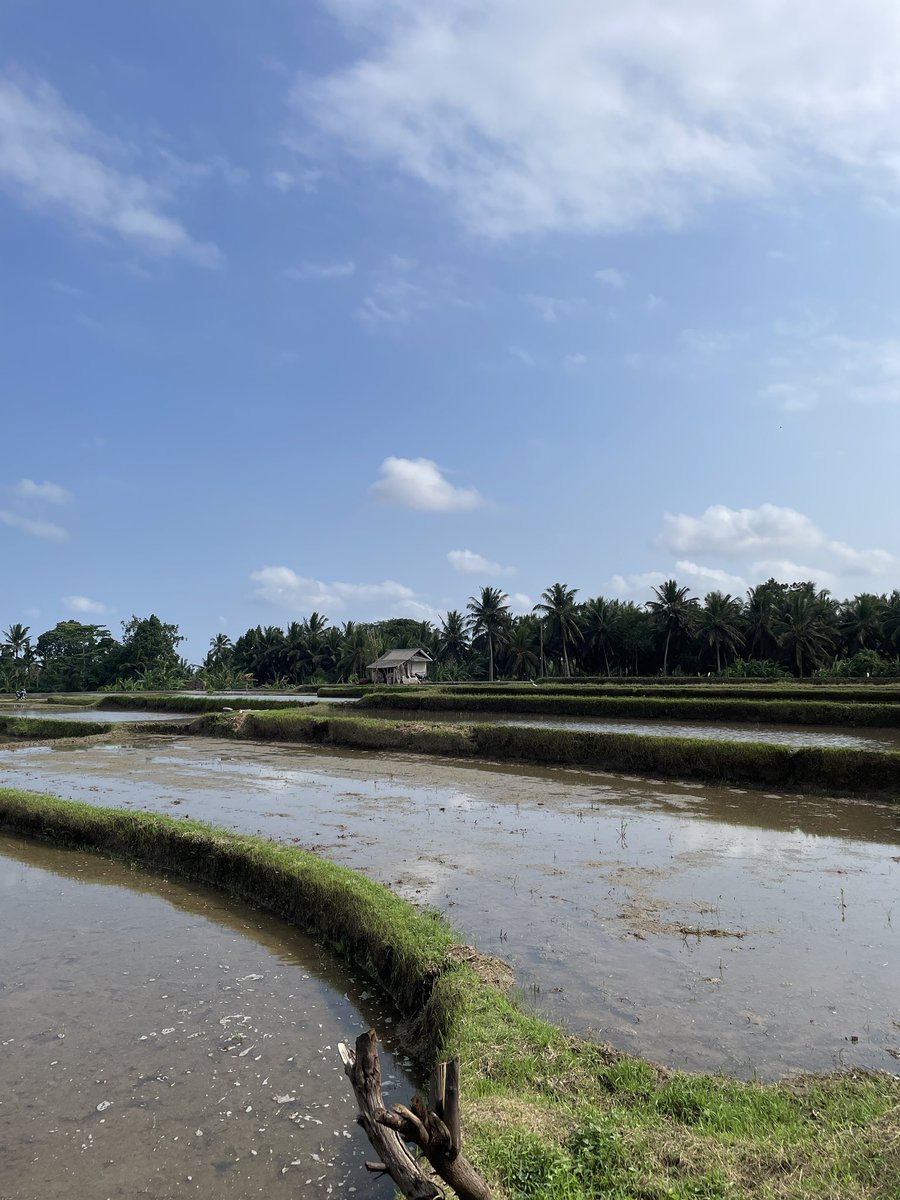 InkursJe's tweet photo. Ubud versi sapan https://t.co/INO4vb3jdf
