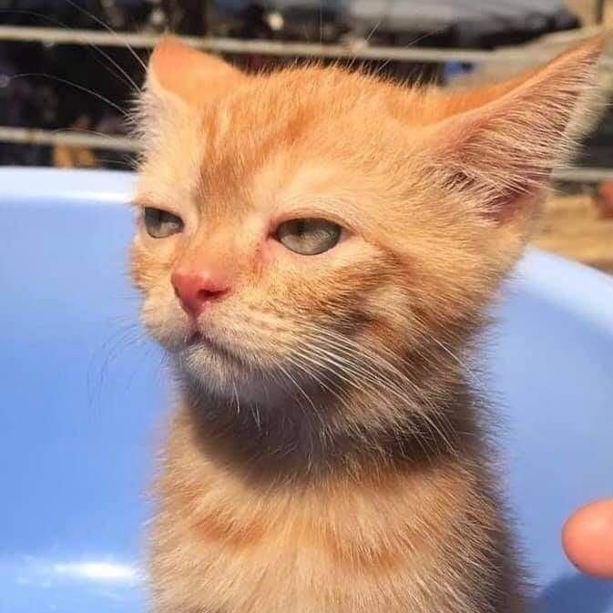 d_defne7's tweet photo. neden bu kadar sinirli😅 https://t.co/Qe18AuSrEt