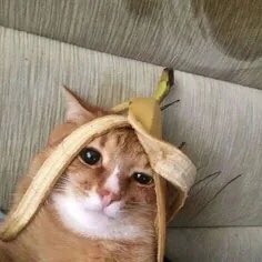 csw_jp's tweet photo. ポップなアメリカンフラッグに、ちょこんと乗った猫が愛おしすぎる,,, ฅ(៸៸᳐⁃⩊⁃៸៸᳐)ฅ♡

首元と袖のラインまでちゃんと可愛いからこれ着るだけでコーデの完成🇺🇸🐈‍⬛💙 https://t.co/Apf5CeTCff