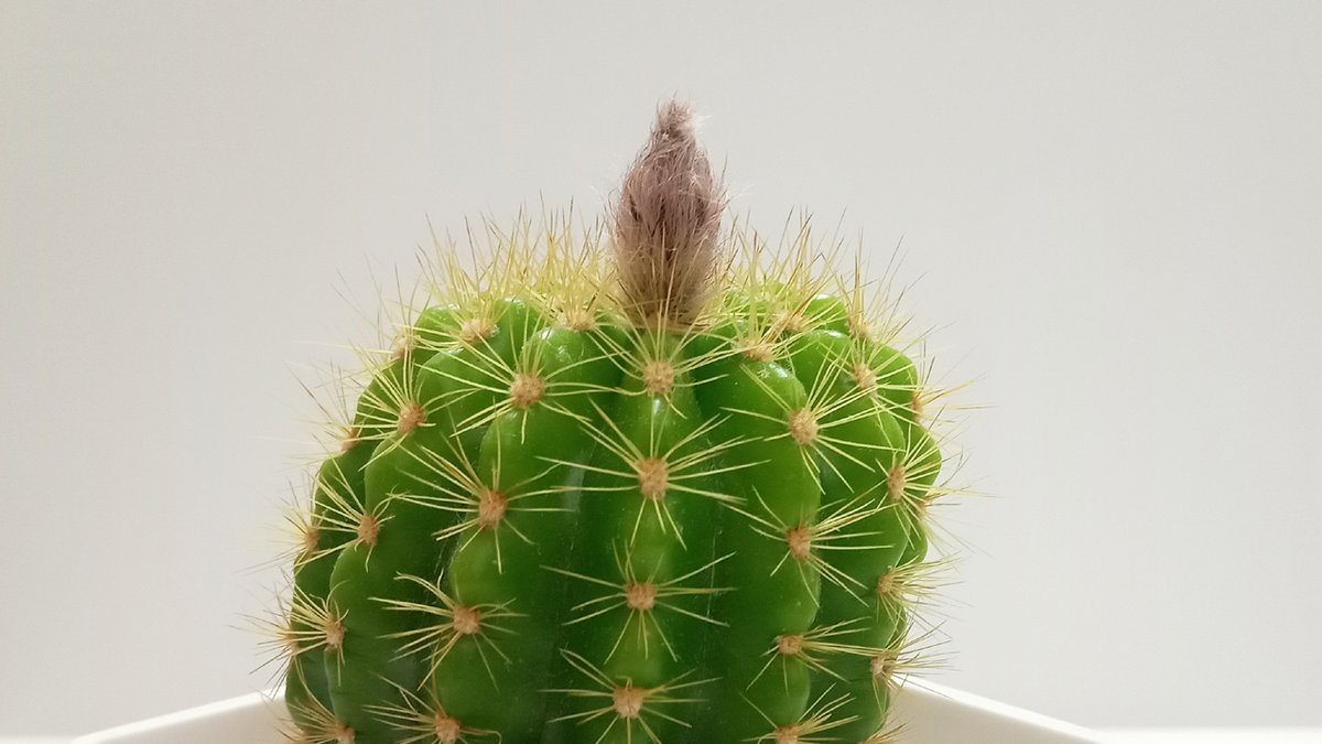 nekomasamunecom's tweet photo. 急にサウダージとメリッサが聴きたくなりサボテンを歌ったりしていたら次の日の朝にねこまさむねが何年か育てていた小さなサボテンに初めて蕾がついていました https://t.co/6B7cnvQvhI
