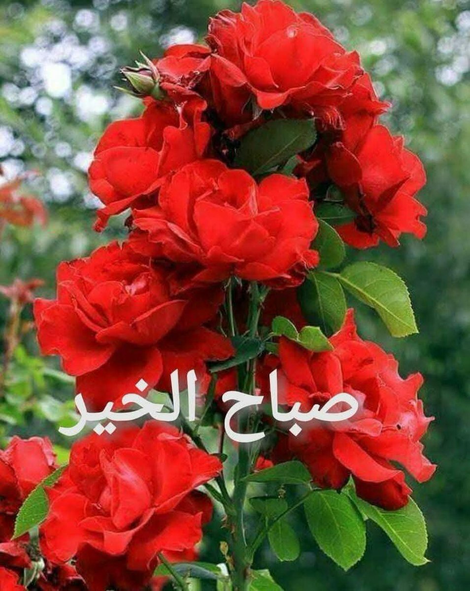 Ali65977671's tweet photo. @mariamalami11 https://t.co/FOW5qvbrOe