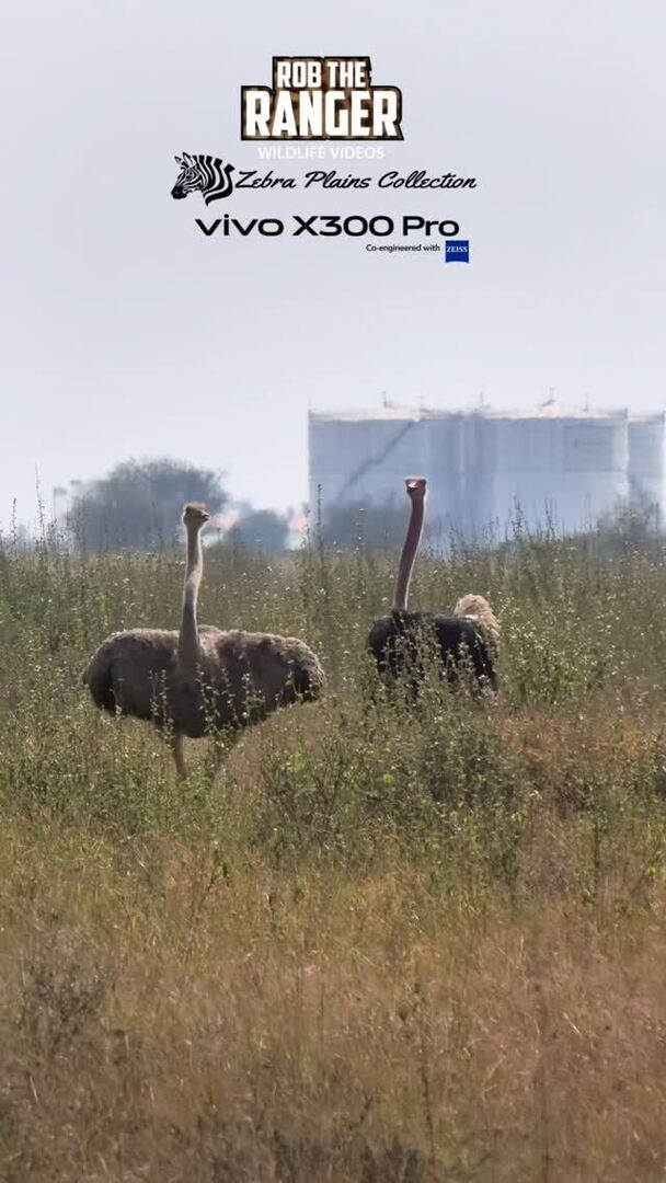 Robtheranger's tweet photo. Maasai Ostrich courtship chase, Nairobi National Park
Filmed with the Vivo X300 Pro Photographer Kit from @vivo_mobile_kenya
#nowfilming
#vivox300pro
#vivox300prophotography
#nairobinationalpark
#zebraplainscollection
Check out these special safari … https://t.co/BdOLDGFoHL https://t.co/p47Bm6cZtk