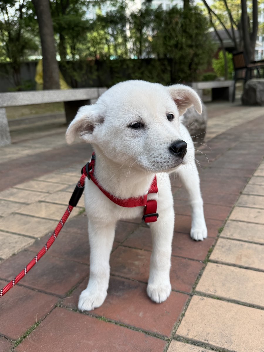hangarizip's tweet photo. 우리아리 첫 산책 시기에 이렇게 생겨서
마주보고 걸어오는 인간들이 모두 “귀여워ㅠㅠ”
이러고 지나감 그리고 난 그들을 질투함
내는 산책줄잡느라 등이랑 동꼬만 봤는데
그들은 이 커염띠기얼굴을 정면으로 누린거잖음
아 질투나배아파 https://t.co/mxuCy15A9L