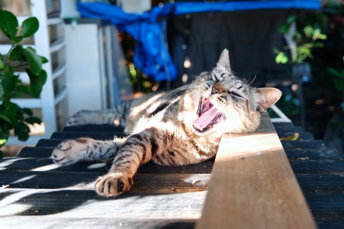 predictabo's tweet photo. 夕暮れ時のおおあくび
（木を枕にしてる）

#ねこ
#猫
#ねこ部
#猫がいるくらし
#cat https://t.co/wDui2Ea40l