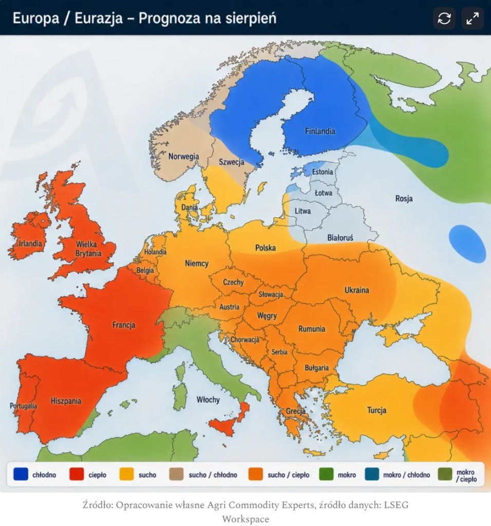 ACEgroupPolska's tweet photo. 🇪🇺🌾 Pogoda dzieli Europę i uderza w zbiory! Co oznacza fala upałów i susza dla rynku zbóż?

Prognozy na sierpień przynoszą prawdopodobną kontynuację ekstremalnych warunków: chłodną Skandynawię i gorący, suchy zachód kontynentu.

1️⃣ Załamanie w kukurydzy: Upały trafiły w kluczowe fazy (kwitnienie/zawiązywanie kolb). MARS obniża prognozę plonu w UE do 6,93 t/ha (choć to bardzo konserwatywna ocena), a USDA szacuje unijną produkcję o ~11% poniżej średniej 5-letniej. 
2️⃣ Francja: We Francji zbierze się zaledwie 10 mln ton kukurydzy (🔻26% r/r, najmniej od sezonu 1990/91). Lepsze warunki w Rumunii i Bułgarii nie zrekompensują strat. 
3️⃣ Większy import: UE będzie musiała zaimportować 22,5 mln t kukurydzy (skok z 19,5 mln t), co nasili konkurencję o ziarno z Ukrainy, USA i Brazylii. 
4️⃣ Wpływ na ceny: Wysokie koszty logistyki i frachtu utrzymają premię cenową w Europie. Słabsza podaż kukurydzy może przekierować popyt paszowy na pszenicę, wspierając jej ceny.
🌾 Pszenica i rzepak: Upały obniżyły potencjał plonowania, ale obecna sucha aura sprzyja sprawnemu przebiegowi żniw