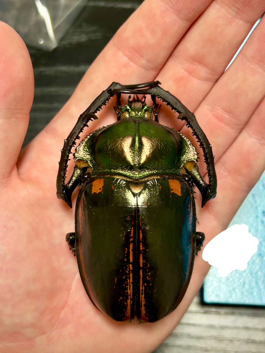Goliathus_lover's tweet photo. しっかり大型の個体は初めて手に入れたけど、本当にカッコ良い虫だ
Cheirotonus属箱もいつか作りたいな https://t.co/rkw3rmOJvE
