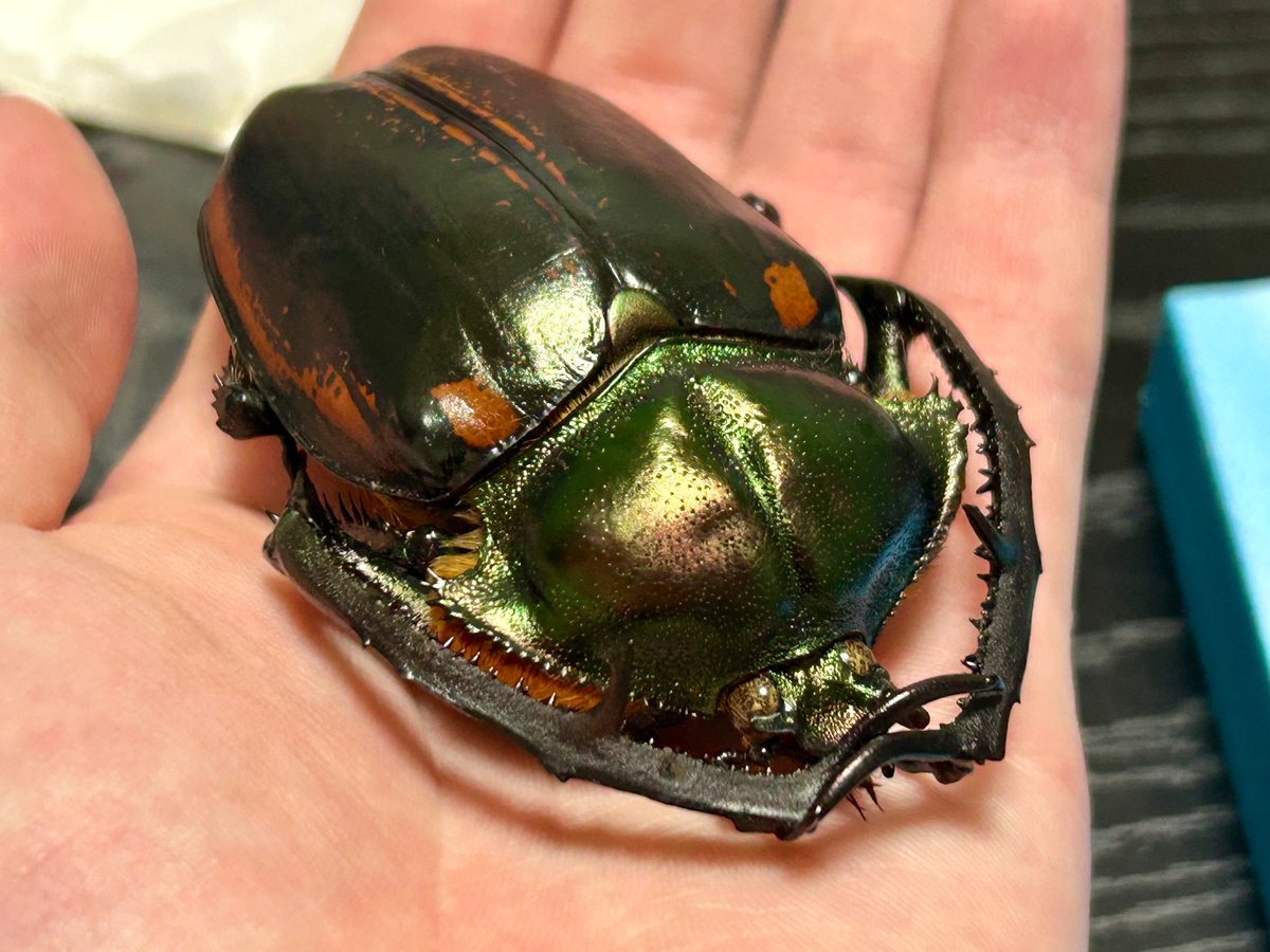 Goliathus_lover's tweet photo. しっかり大型の個体は初めて手に入れたけど、本当にカッコ良い虫だ
Cheirotonus属箱もいつか作りたいな https://t.co/rkw3rmOJvE