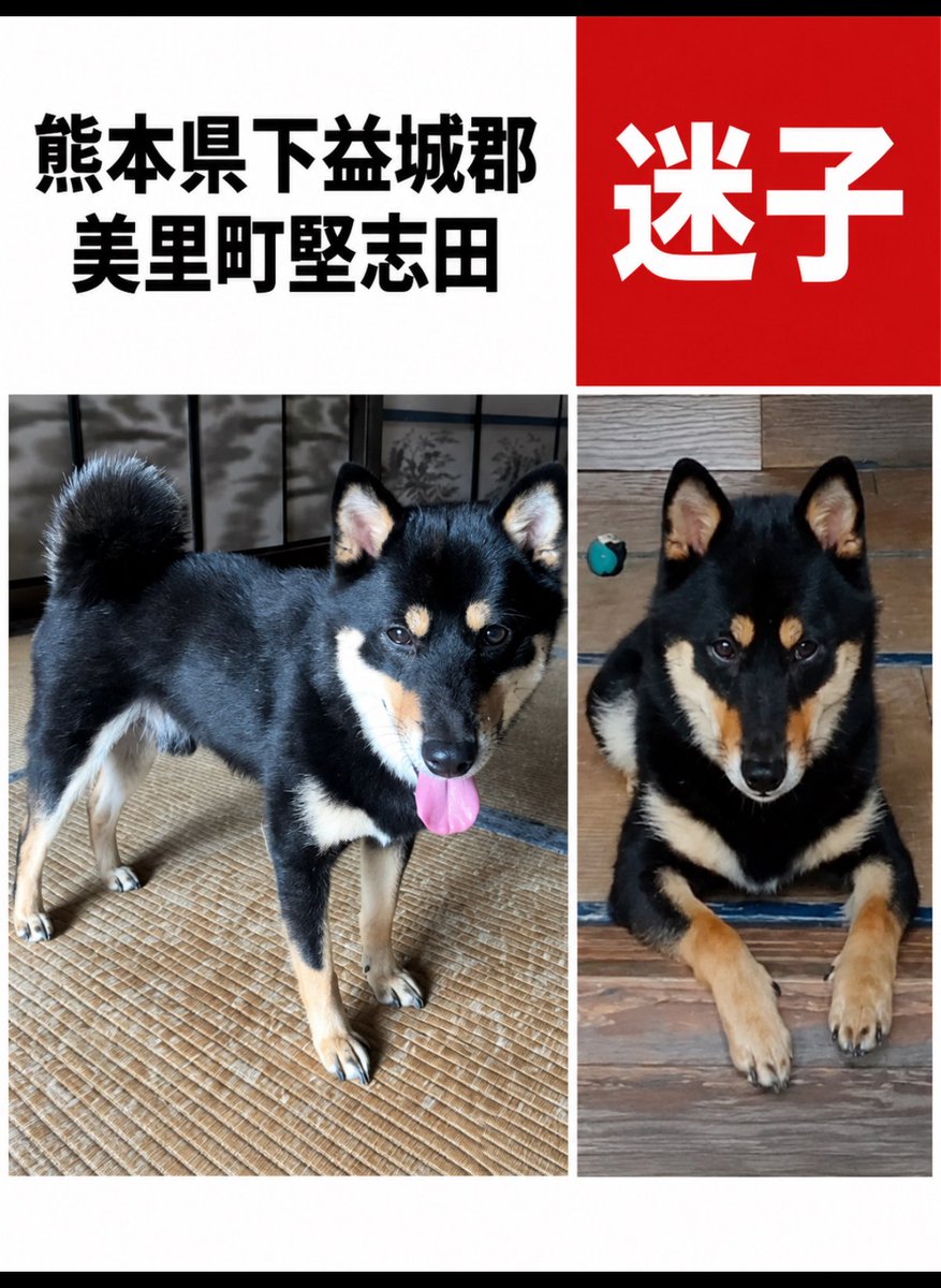 maigo_pet00's tweet photo. トラくん無事にお家に帰ったみたいです！
よかった！！！ https://t.co/3OkrSF2NuU