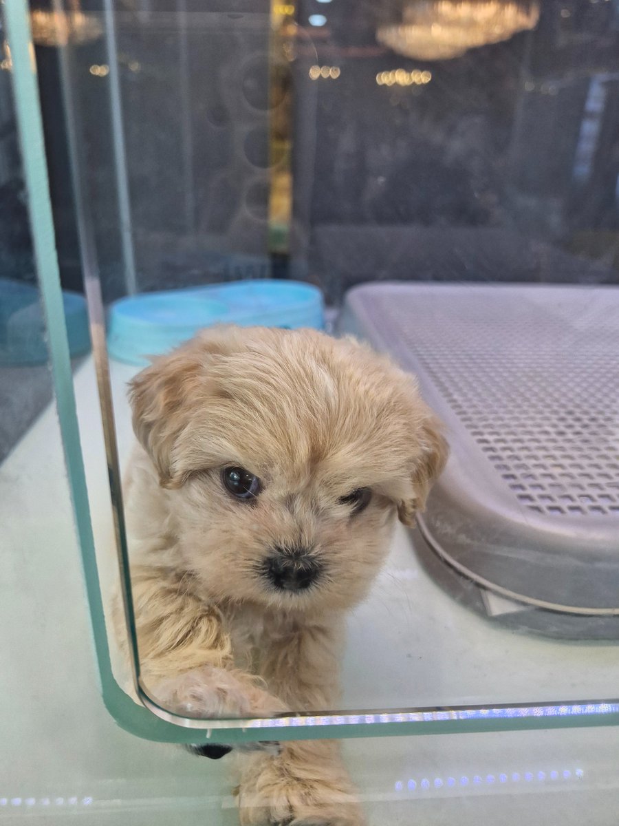 jolo0219xd's tweet photo. 저희 집에 새 식구를 들이기로 했어요
이유는 모르지만 왠지 눈물이 나려 하네요 https://t.co/nrUxPRj83o