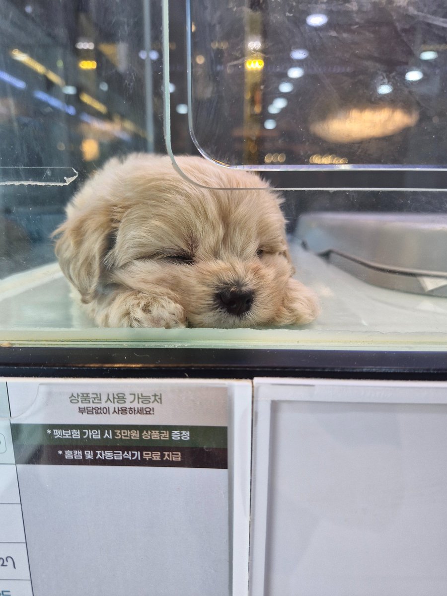 jolo0219xd's tweet photo. 저희 집에 새 식구를 들이기로 했어요
이유는 모르지만 왠지 눈물이 나려 하네요 https://t.co/nrUxPRj83o